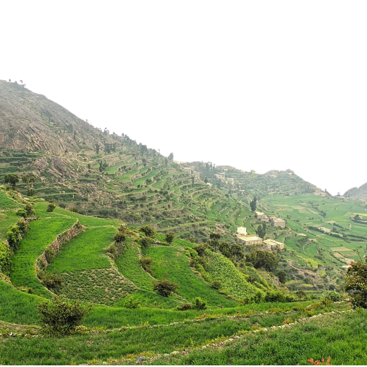 تعز